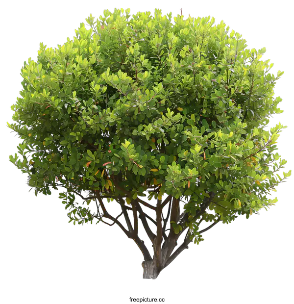 [Transparent Background PNG]Green Bush Tree Isolated On White Background