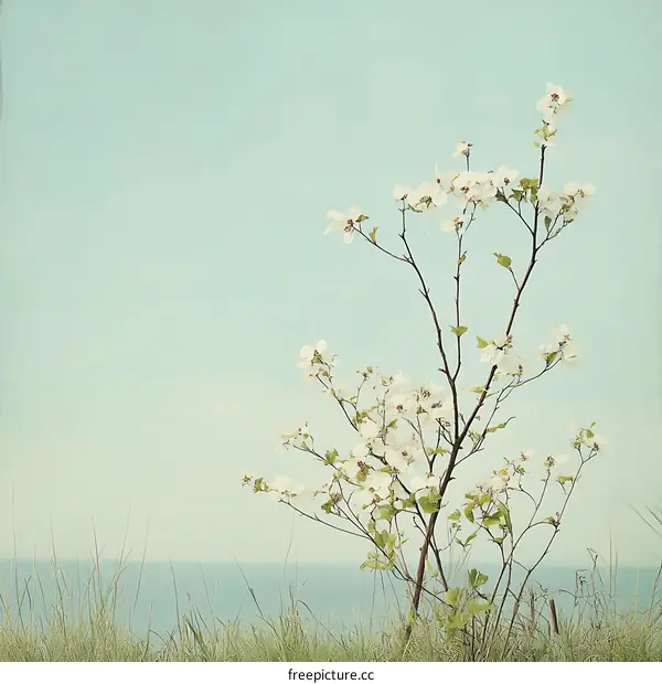 White Flowers Blooming in Springtime on a Beach