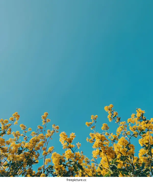 Yellow Flowers Against a Blue Sky