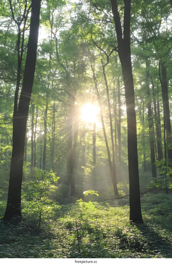 Sunlight Shining Through Trees in Forest