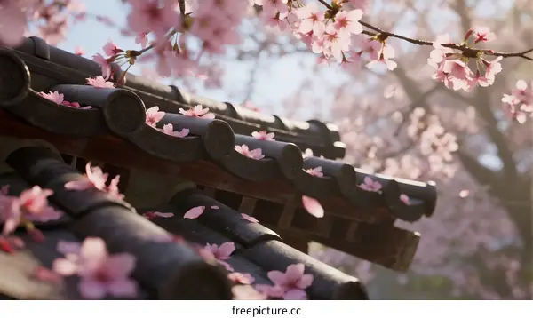 Cherry Blossom Flowers on Traditional Asian Roof Tiles in Spring