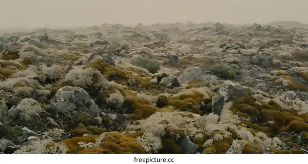 Foggy Landscape With Rocks and Moss