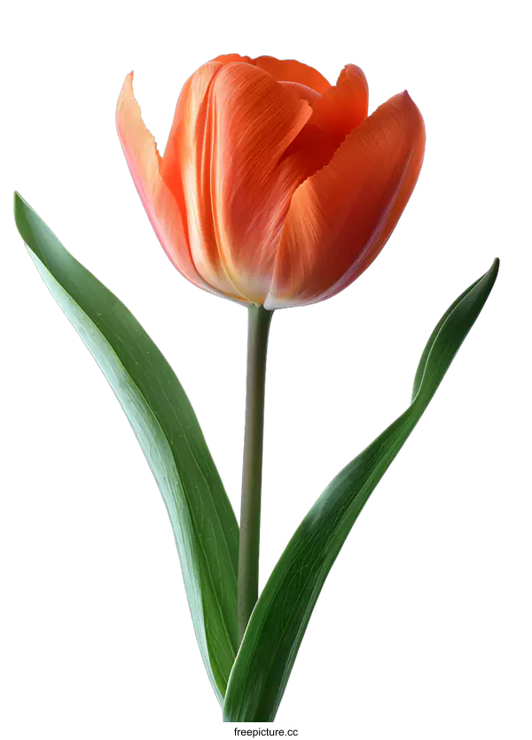 [Transparent Background PNG]Orange Tulip in Full Bloom