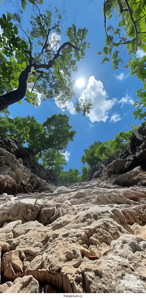 Looking Up From The Bottom Of The Canyon