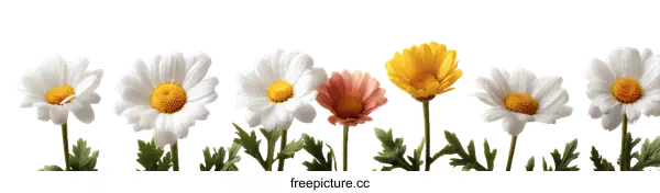 [Transparent Background PNG]Colorful Daisies in a Row on White Background
