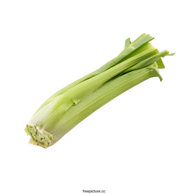 [Transparent Background PNG]Fresh Green Celery Stalk Isolated on White Background