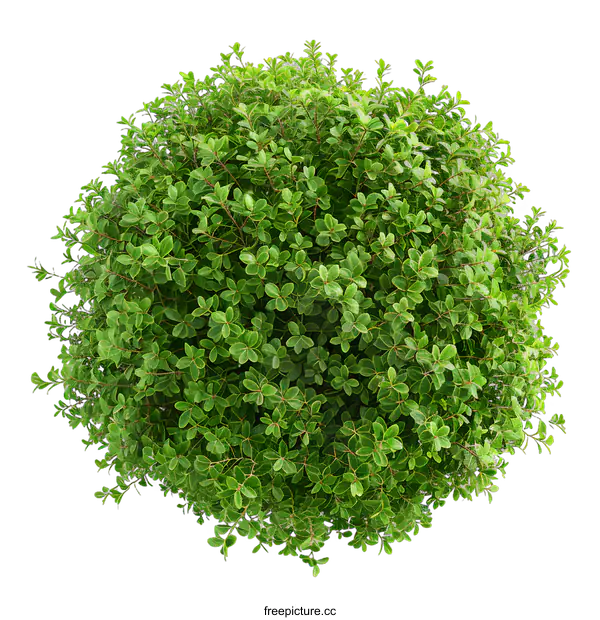 [Transparent Background PNG]Green Bush Top View Isolated on White Background