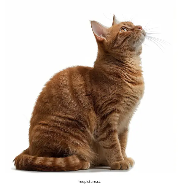 A ginger cat is sitting and looking up