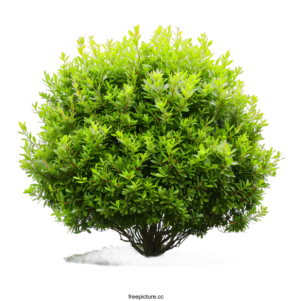 [Transparent Background PNG]Green Bush Isolated on White Background
