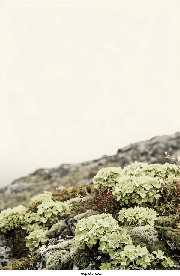 Green Plants on Rocks in Iceland
