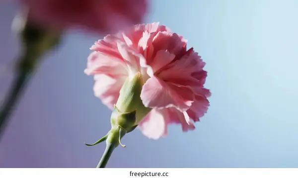 Delicate Pink Carnation Flower in Soft Focus Light