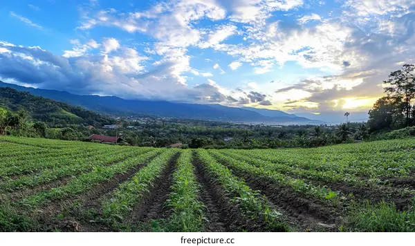 Panoramic View of Lush Farmland at Sunset