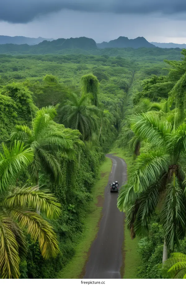 A road trip through a lush green palm tree forest