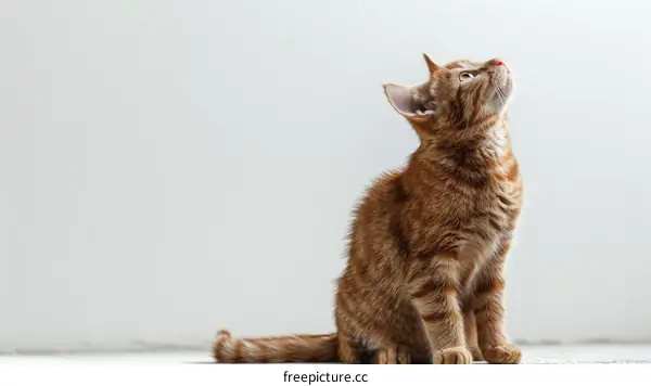 A ginger cat is sitting on the floor and looking up at something.