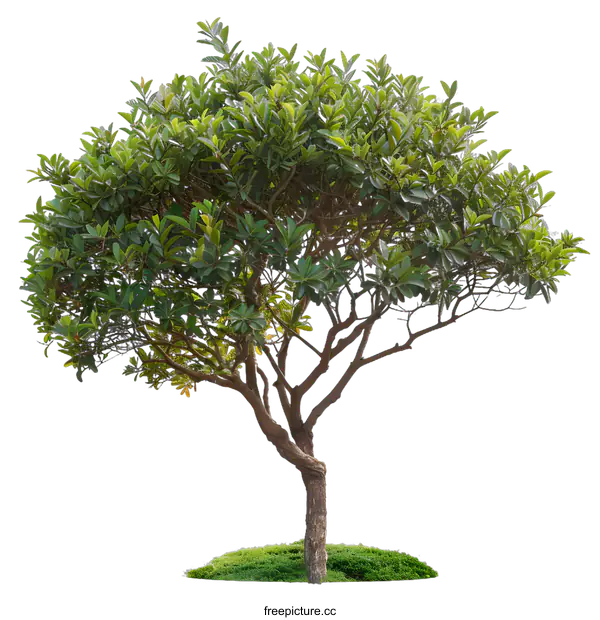 [Transparent Background PNG]Green Tree Isolated On White Background