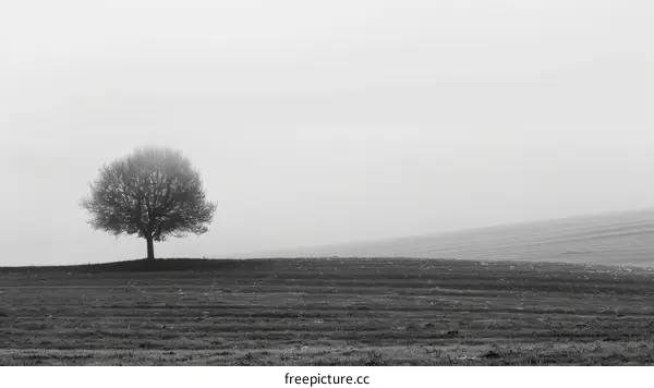 Solitary Tree in a Foggy Field