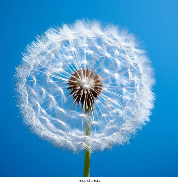 Close-up of dandelion flower against blue sky