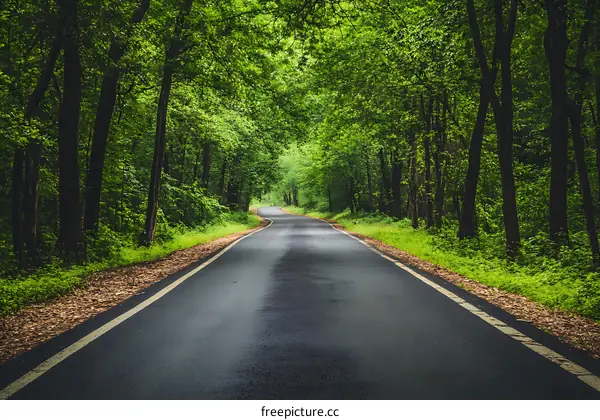 Empty Road Through Lush Green Forest