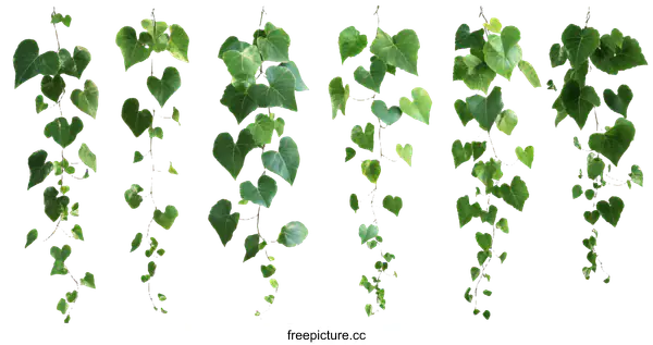 [Transparent Background PNG]Hanging Ivy Plants Isolated on White Background