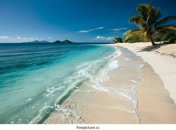 Palm tree on a tropical beach with white sand and crystal clear water