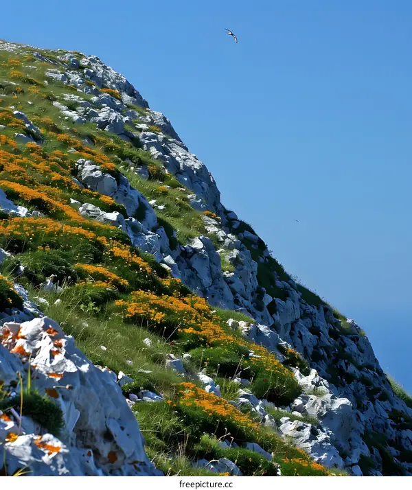 Mountainside Covered in Yellow Wildflowers