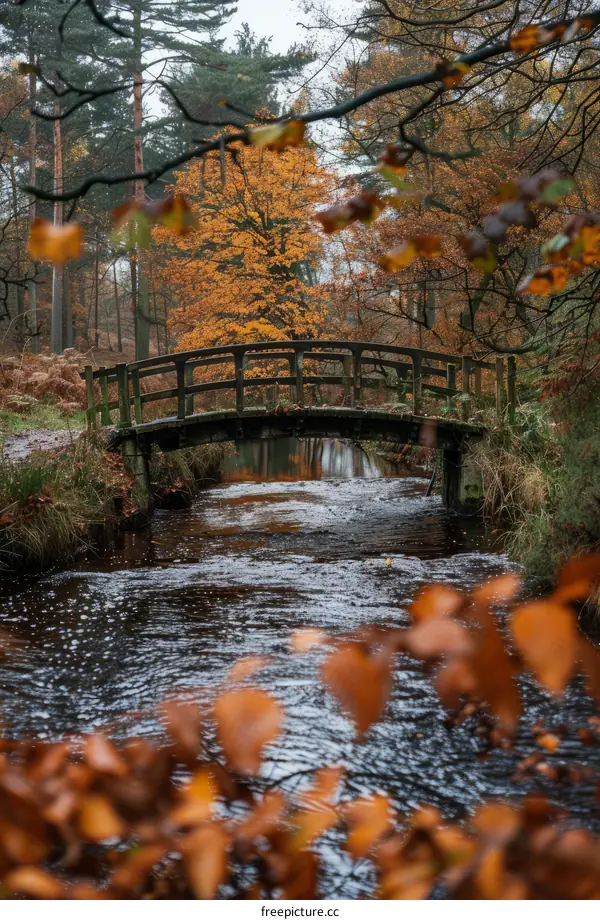 Wooden bridge over a river in autumn forest