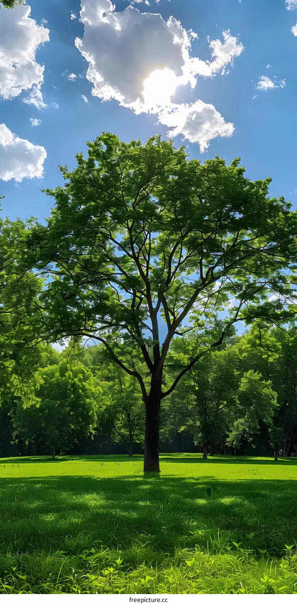 Green tree with lush foliage in the middle of a clearing on a sunny day