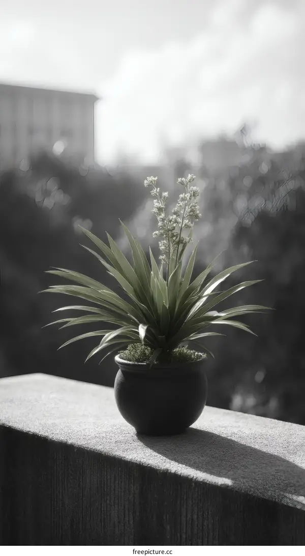 Potted Plant on Balcony in Black and White