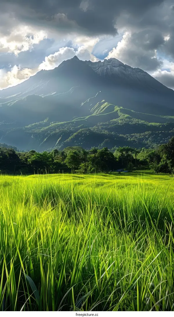 Green rice fields and mountains in the background