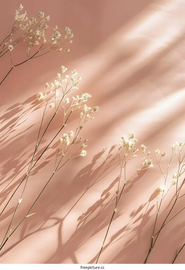 Dried Flowers on Peach Background with Sunbeams