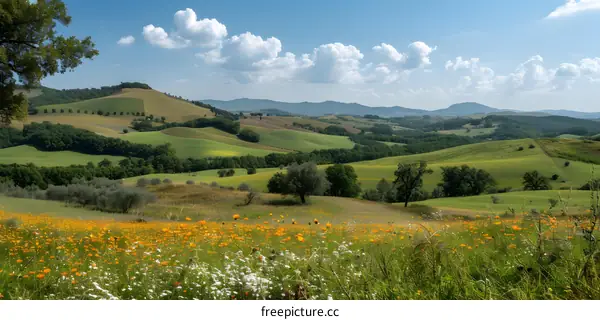 Rolling Hills and Wildflowers in Italy