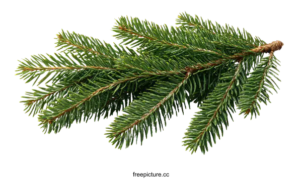 [Transparent Background PNG]Close-up Christmas Tree Branch