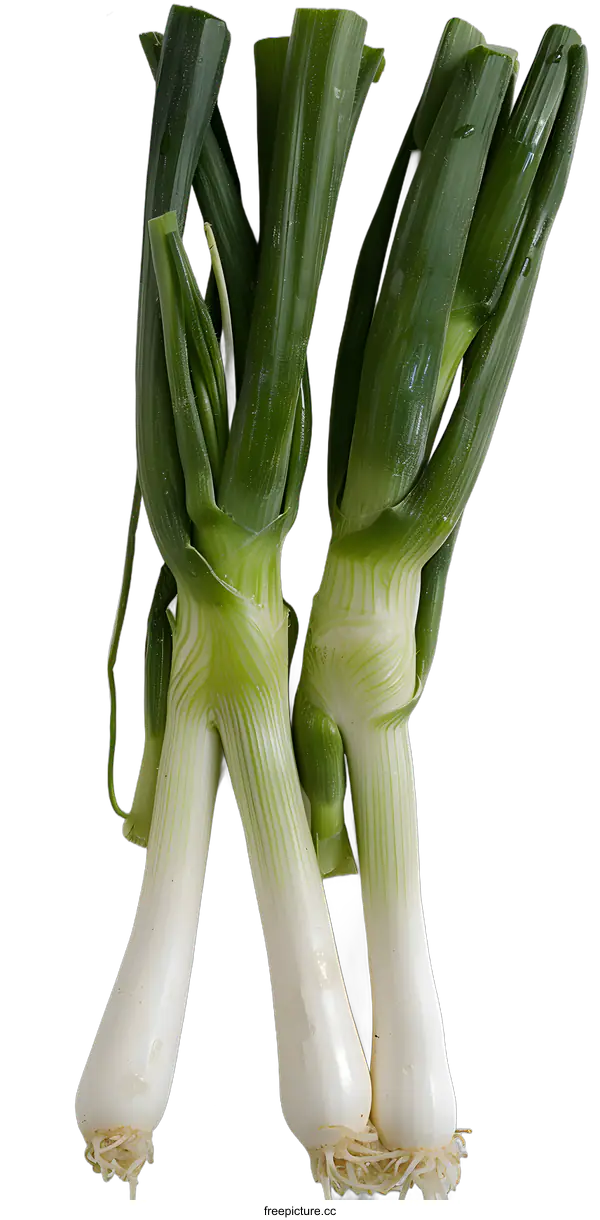 [Transparent Background PNG]Fresh Green Onions on White Background