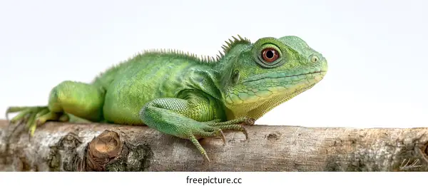 Close-up of a Green Lizard on Branch