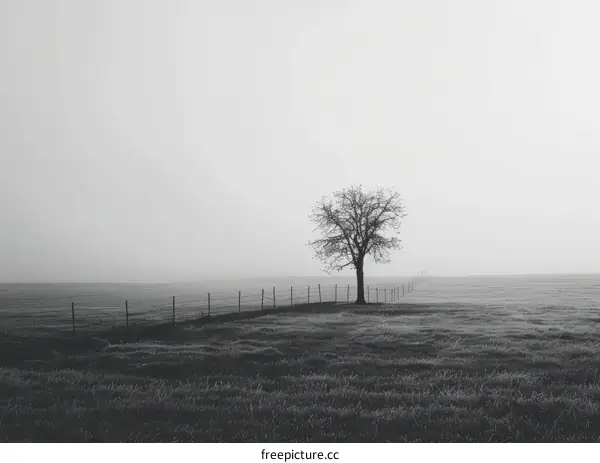 Black and white photo of a tree in a rural field