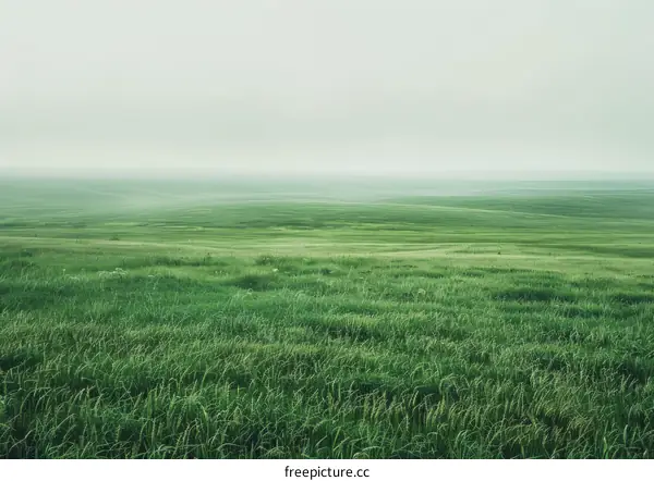 Green Grass Field Under The Foggy White Sky