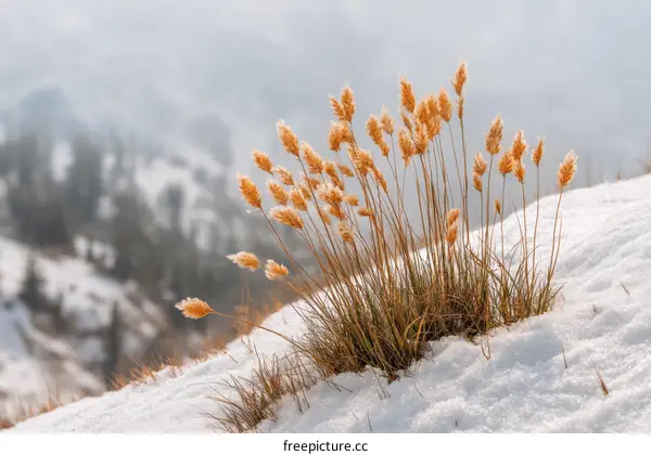 Winter Landscape with Dried Grass and Snow
