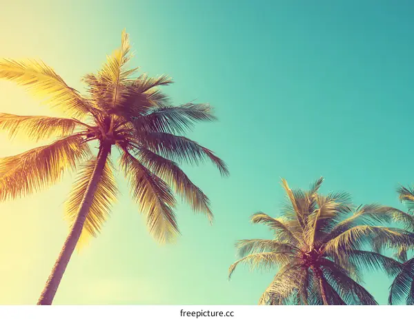 Palm Trees Against Blue Sky Summer Background