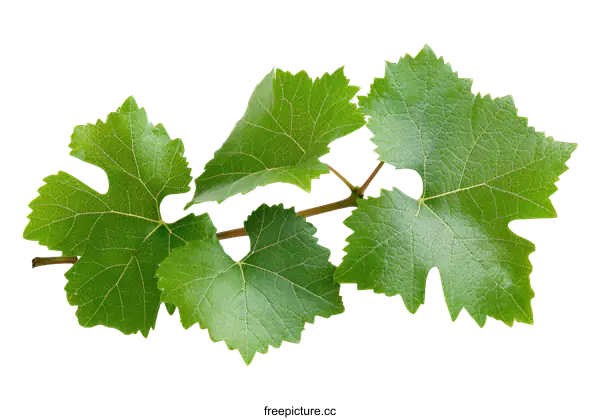 [Transparent Background PNG]Fresh Grape Leaves on White Background