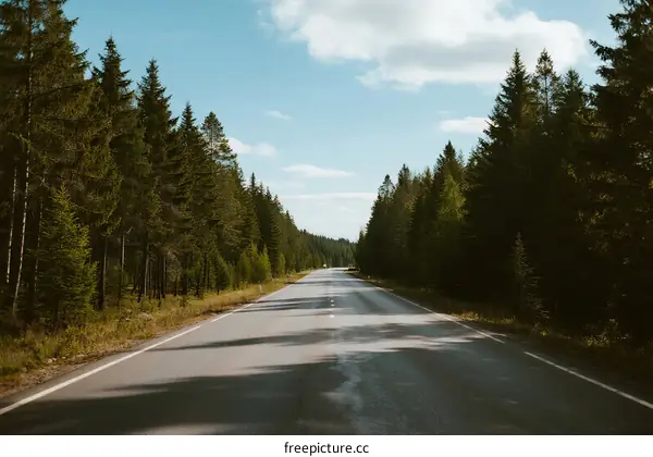A long empty road surrounded by dense green pine trees under a clear blue sky