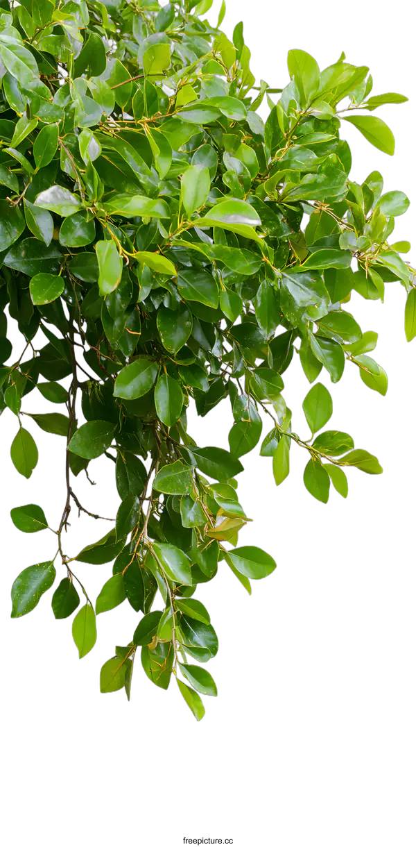 [Transparent Background PNG]Green Leaves Branch Isolated on White Background