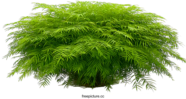[Transparent Background PNG]Green Bush With White Background