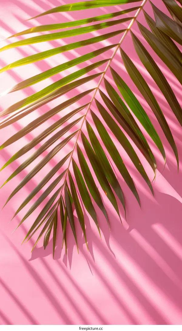 Green palm leaf on a pink background