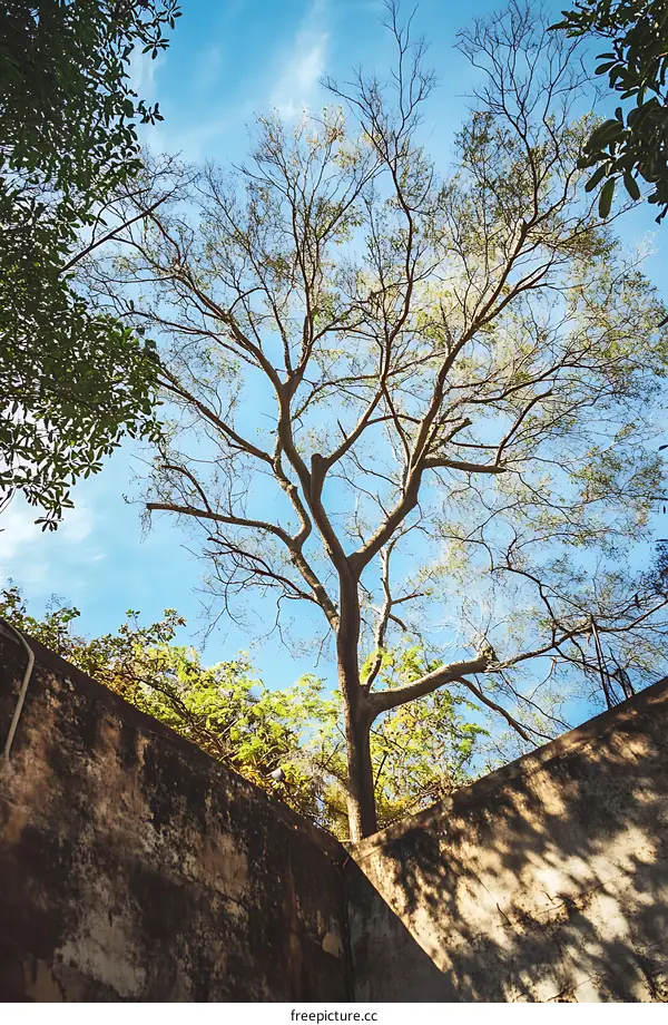 Looking Up At Tree Branches In The Sky