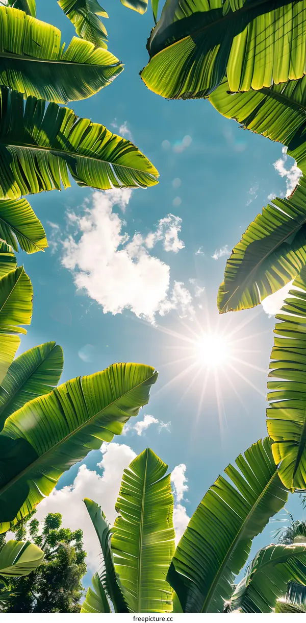 Looking up at the sun through the banana leaves