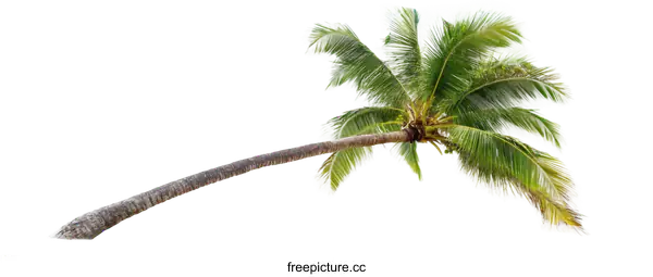 [Transparent Background PNG]Isolated Coconut Palm Tree against White Background