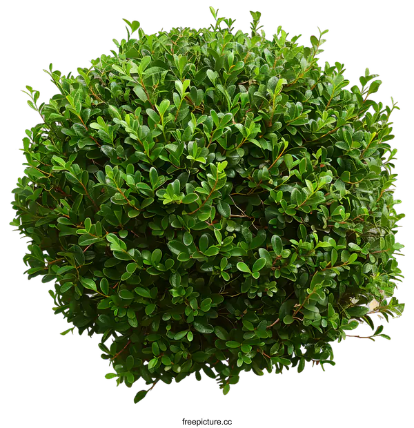 [Transparent Background PNG]Green Bush with White Background