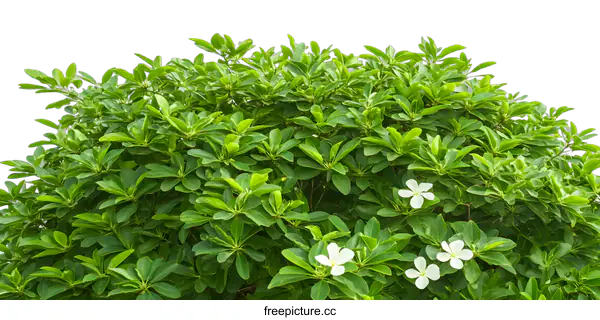 [Transparent Background PNG]Green Leaves and White Flowers on a Bush