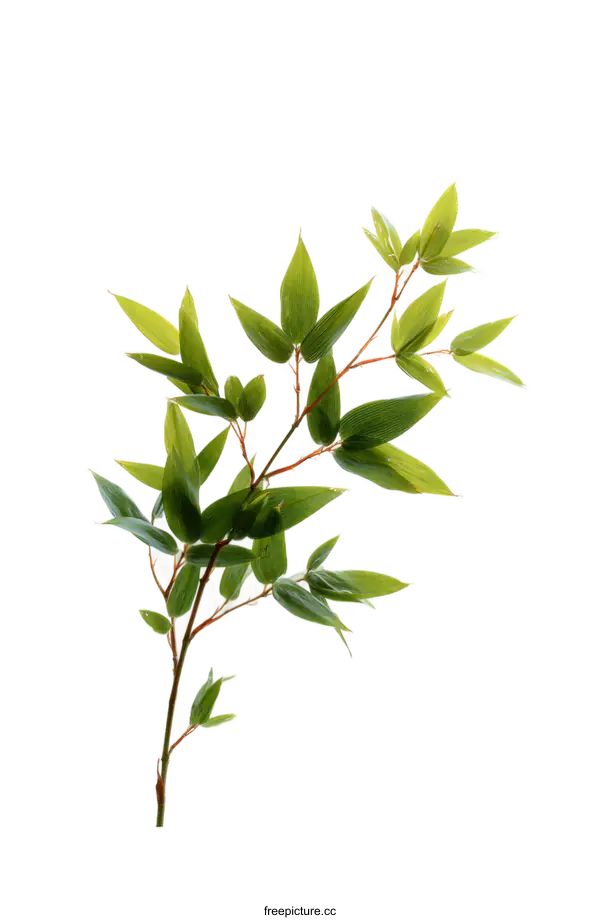 [Transparent Background PNG]Fresh Bamboo Leaves Against White Background