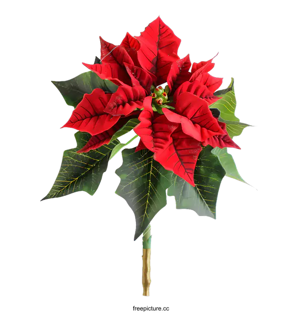 [Transparent Background PNG]Red Poinsettia Flower Plant Isolated On White Background